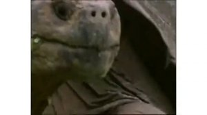 Спаривание черепах больших.