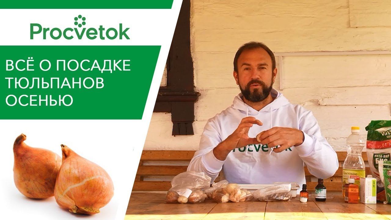 Посадка тюльпанов: когда и как сажать тюльпаны правильно? смотреть онлайн