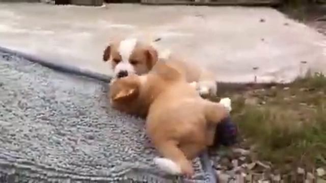 Питомник Корги на Волге. Щенки Лева и Лаврик. смотреть онлайн