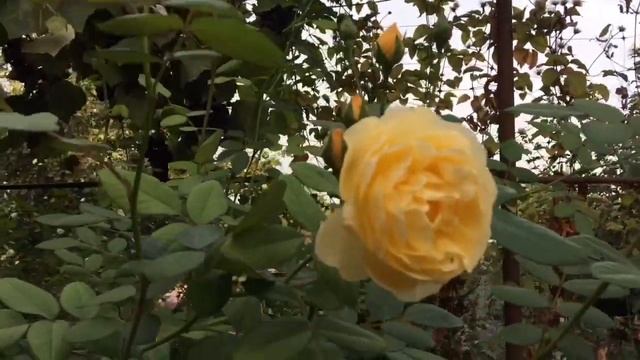 Розы черенки-замачивание в разных стимуляторах;Розы- красочное осеннее цветение;Любимые сорта смотреть онлайн