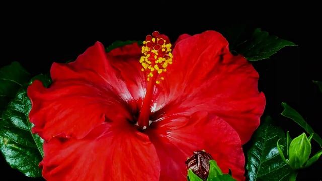 Nature Hub Relaxation - Land of Posibility. Растения растут на глазах. Ускоренная съёмка. смотреть онлайн