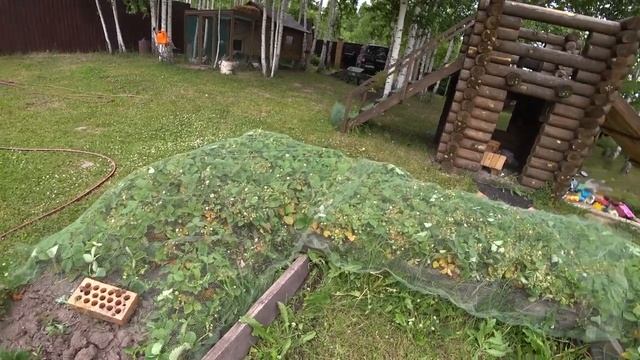 Спелой клубники на грядках не будет, если не сделаешь это! смотреть онлайн