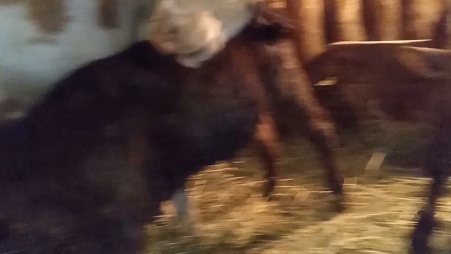 Лечение коровы . Разрыв на вымени. смотреть онлайн