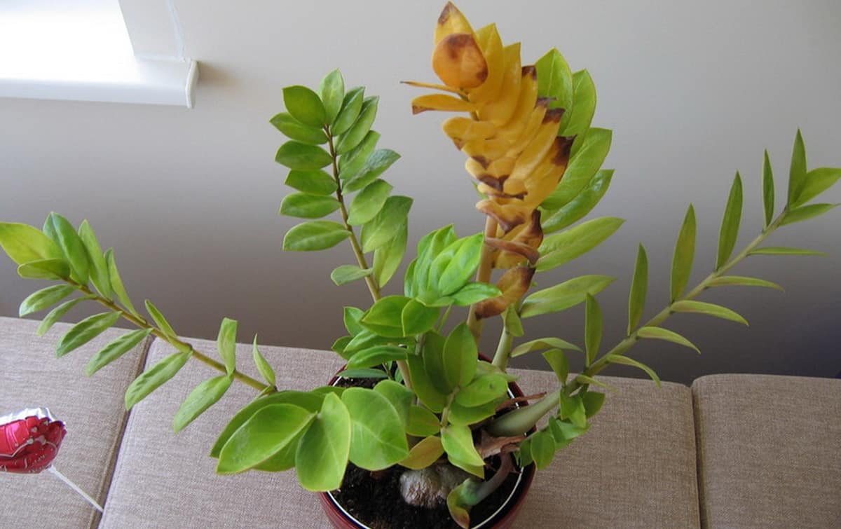 Замиокулькас желтеет, сохнут и опадают листья, темнеют стволы: причины и спасение долларового дерева смотреть онлайн