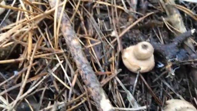 közönséges csillaggomba, Geastrum fimbriatum, fringed earthstar, Fransen-Erdstern смотреть онлайн
