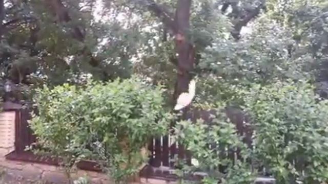 В 🌳зеленых породах🌳 дубрав🌳 Ставрополья. 🌄 смотреть онлайн