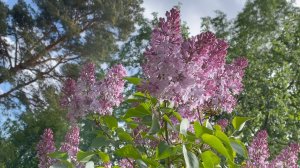 Май в Саду 27 мая 2023 часть 1