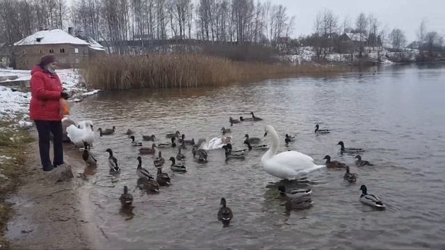 Лебеди и утки на озере в Палкино Псковской области. смотреть онлайн