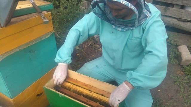 Подгатавливаю семью в зиму в коробке с фанеры. Эксперимент часть 1. смотреть онлайн