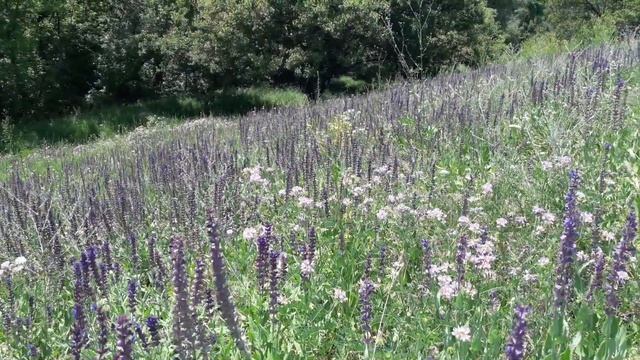Краматорск . Пешие прогулки Краматорск сейчас смотреть онлайн