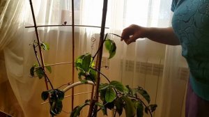 Ну, что...будем резать!  Пассифлора, черенкование. Маракуйя,