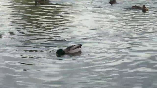 УТКИ КРЯКВЫ. У озера осенью. смотреть онлайн