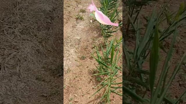 Ginger Farm very healthy смотреть онлайн