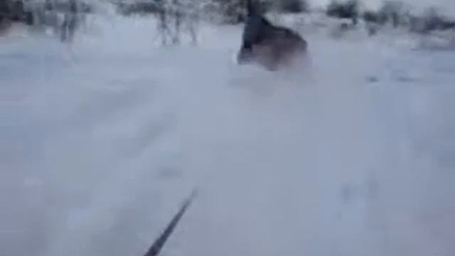 АЛТАЙСКИЙ- ЭКСТИМ смотреть онлайн