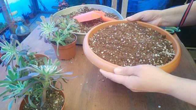 AEONİUM MARDİ GRAS BAKIMI ÜRETİMİ  Aeonium Bakım  Üretimi Nasıl Yapılır