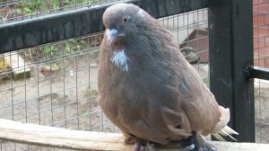 Мелитопольские голуби Мелитопольские Дмитрия Колбасова 2018 год