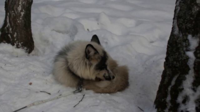 Необычный домашний лис белого цвета смотреть онлайн
