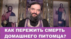Как пережить смерть домашнего питомца? Священник Валерий Сосковец