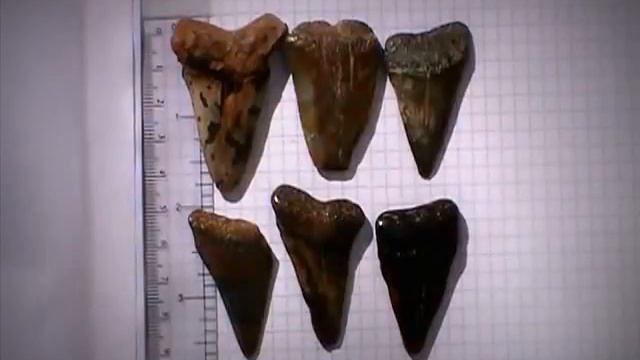 Megalodon . Carcharodon Megalodon . Prehistoria Uruguay .  Río De La Plata .