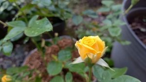 The yellow rose flowers are back to bloom || Happy gardening