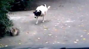 Кошка отбилась от собаки