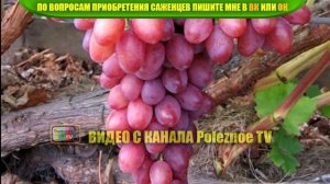 ВИНОГРАД КИШМИШ ЛУЧИСТЫЙ ОПИСАНИЕ СОРТА