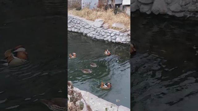 утки мандаринки содержание на пруду смотреть онлайн