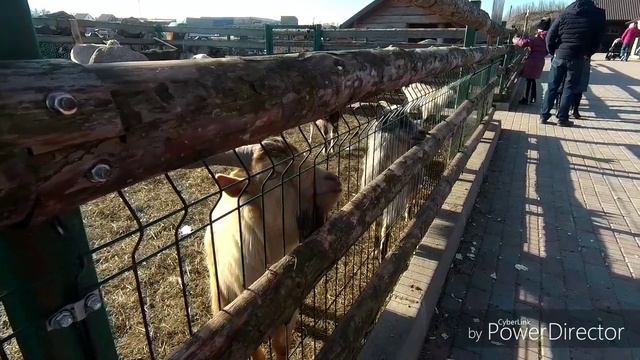 Агротуризм в Калининграде. Подворье на Хуторской. Кролики, морские свинки, козы, нутрии, енот, птиц смотреть онлайн