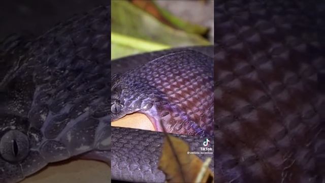 #tiktok#shorts#кобра#анаконда#змея#илон#india#trending#охота????? смотреть онлайн
