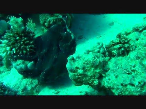 Octopus / Осьминожка смотреть онлайн