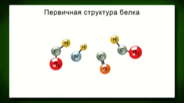 белки смотреть онлайн
