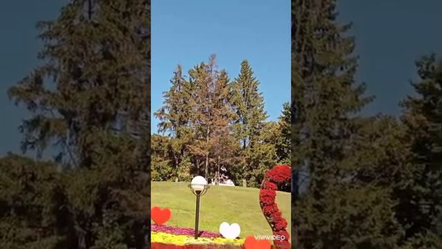 Співоче поле - виставка хризантем 2021 смотреть онлайн