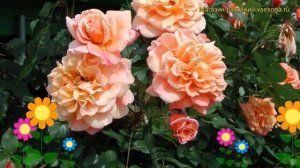 Роза плетистая Алоха. Краткий обзор, описание характеристик, где купить саженцы