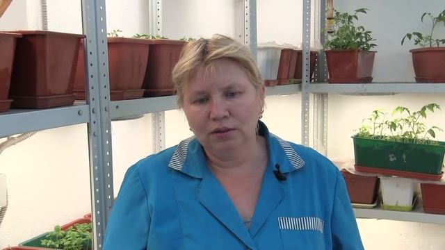 Видеоотзыв сорт "Шапка мономаха Резяповой" смотреть онлайн