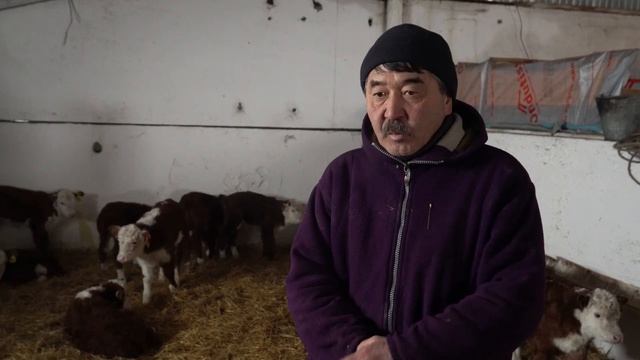КАЗАХСКАЯ БЕЛОГОЛОВАЯ КОРОВА- АКБАС. Особенности, содержание и характер. ТОО "Племзавод Алабота". смотреть онлайн
