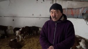 КАЗАХСКАЯ БЕЛОГОЛОВАЯ КОРОВА- АКБАС. Особенности, содержание и характер. ТОО "Племзавод Алабота".