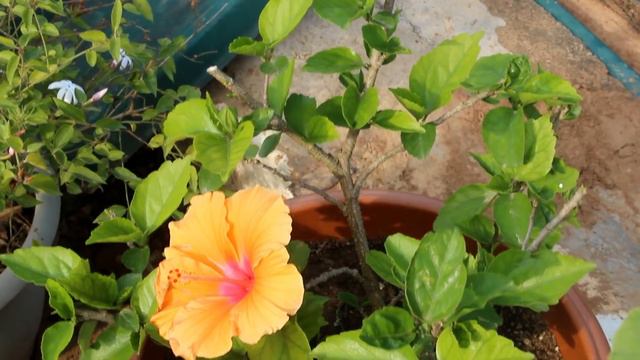 Watch: How To Get TONS of FLOWERS On Hibiscus? смотреть онлайн