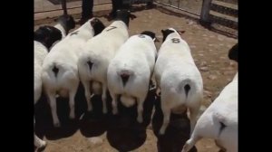 Продаём племенных овец Дорпер / Дорпер черноголовый