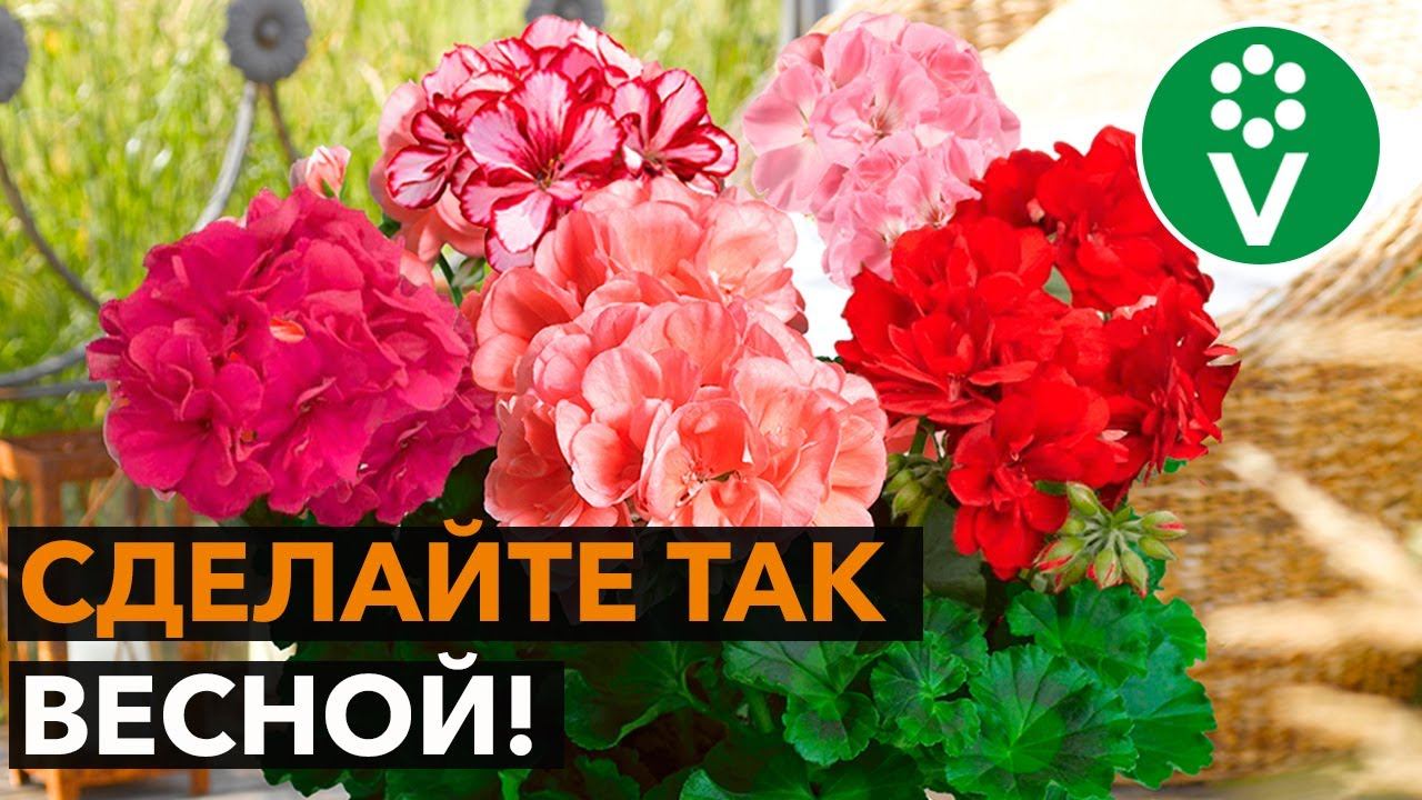 2 приема для ЭФФЕКТНОГО ЦВЕТЕНИЯ пеларгонии! смотреть онлайн