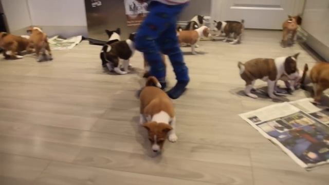 16 basenji puppies смотреть онлайн
