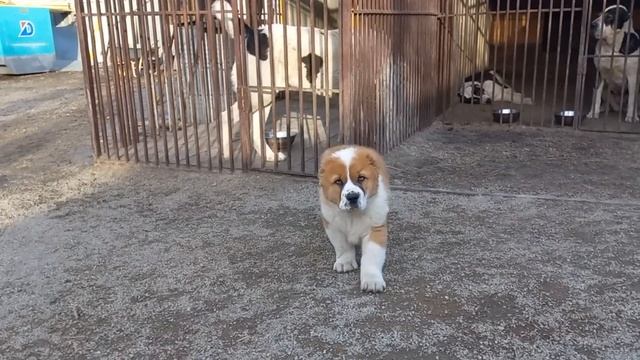 Бугай Алабай Яша Буцефал Готовимся к перелёту. смотреть онлайн