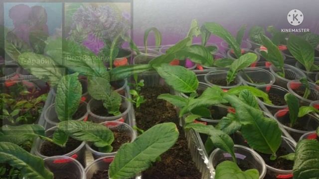 Продажа деток Стрептокарпусов.