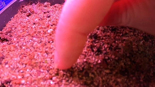 Seedling Update! Nasturtium, Penstemon, Coleus, Clematis Plugs and More! 💚🌱💚// Suburban Oasis смотреть онлайн