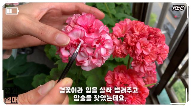 (제라늄#29)_🌷제라늄 수정하기. 연습1편(암술, 수술 구분 연습편) / 제라늄(Geranium), 펠라고늄 Pelargonium) 🌱 유럽제라늄, смотреть онлайн