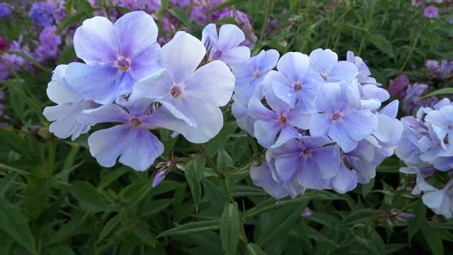 Флокс ЛАВАНДЕВОЛЬКЕ - обзор, описание, цветение, отзыв. смотреть онлайн