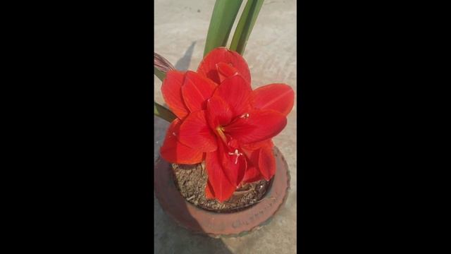 cherry nymph amarilis lily смотреть онлайн