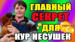 Главный секрет для кур несушек. Подготовка кур к зиме.