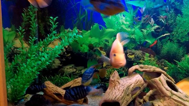 Feeding African cichlids! Кормление Африканских цихлид! смотреть онлайн
