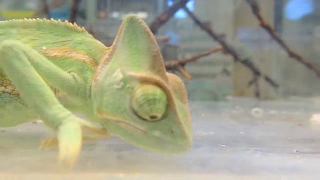 Хамелеон пати. 4к за штуку. смотреть онлайн