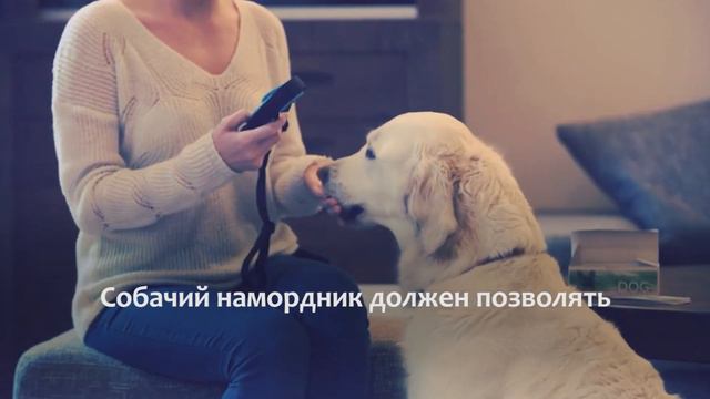 Жара - смертельный враг питомцев